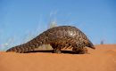 COVID-19  Le pangolin, victime plus que coupable