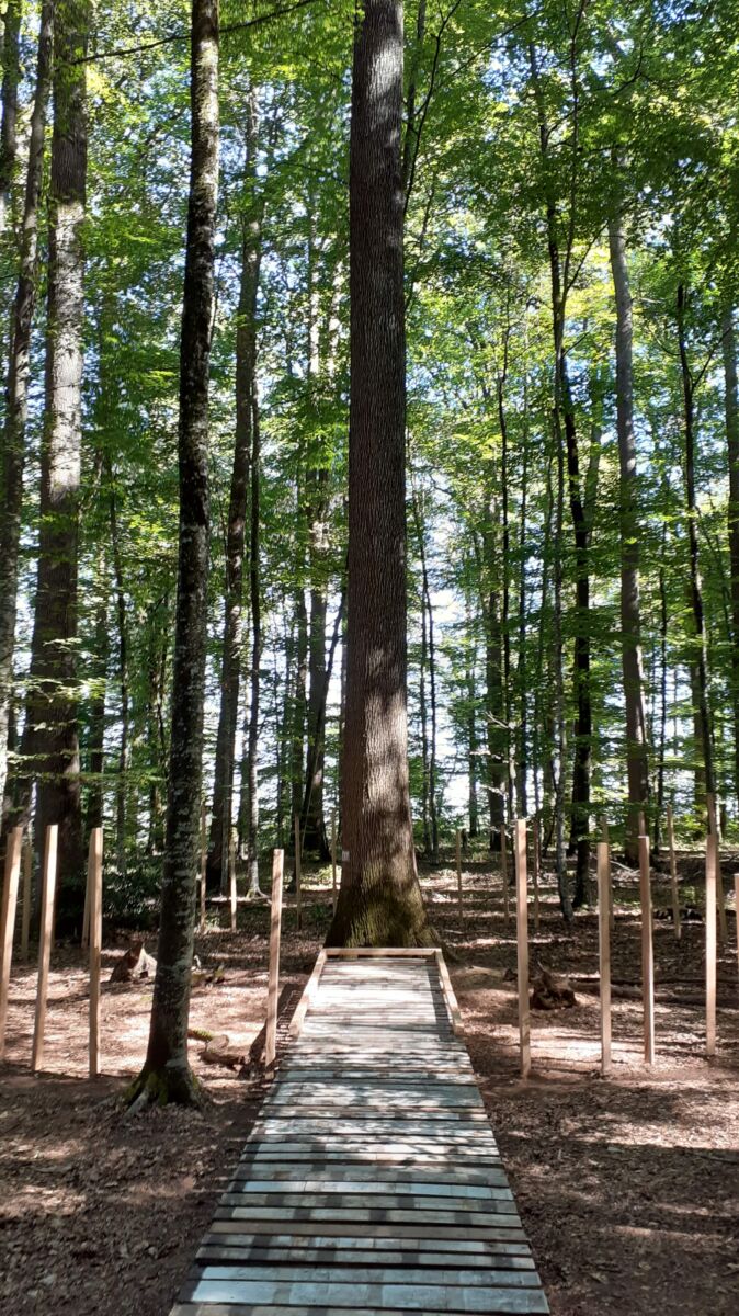 Tronçais Une Forêt Dexception Au Centre De La France Magcentremagcentre 9868