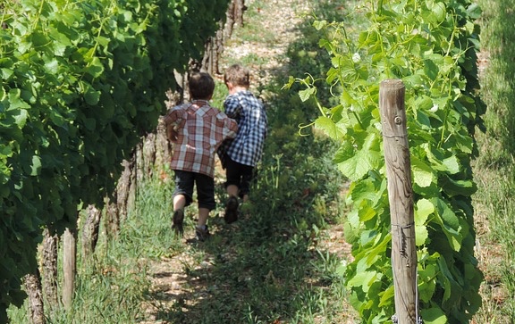 La vigne : une réelle menace pour les enfants ?