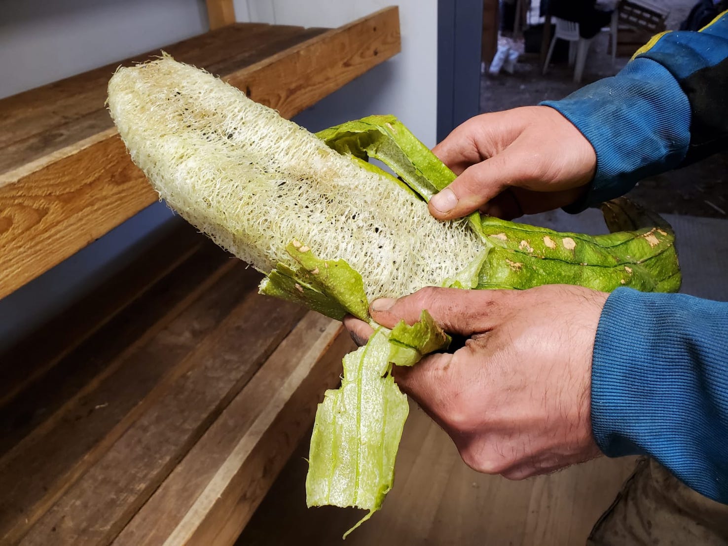 Luffa : une courge « éponge » pour la vaisselle cultivée en Touraine