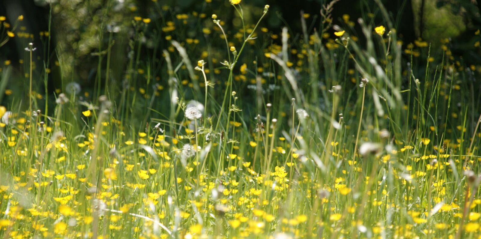 [Rétro] Allergiques aux pollens ? Cette appli va vous changer la vie !