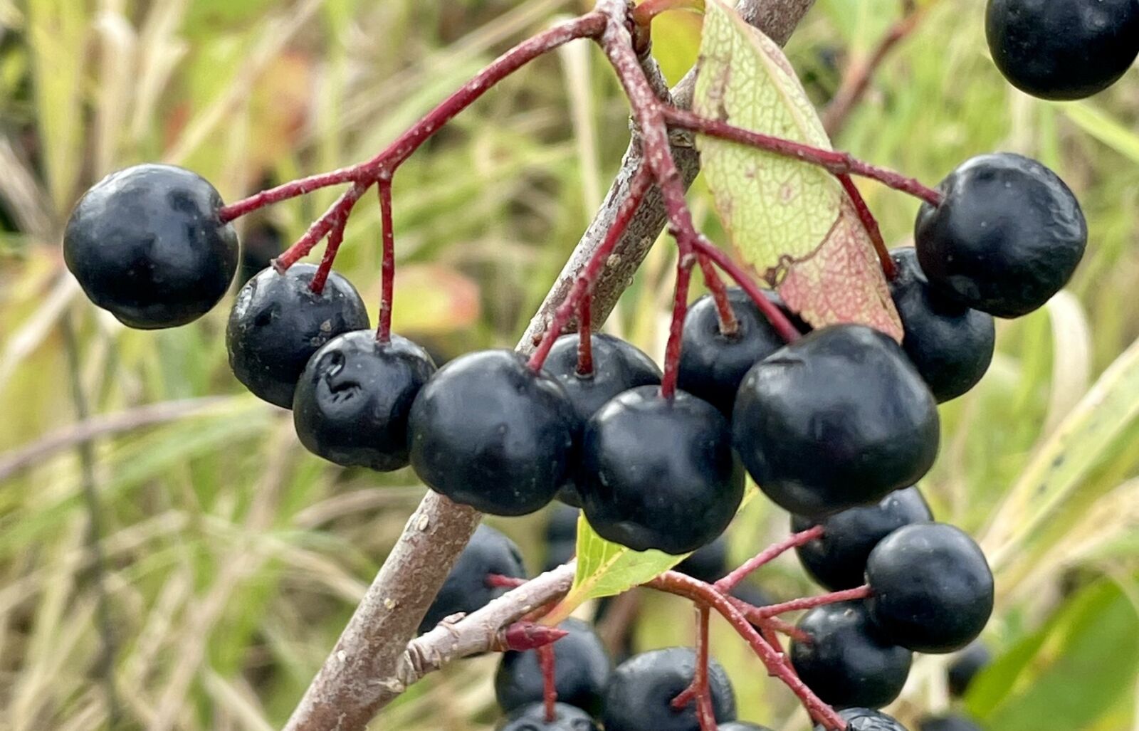 L’aronia : le superfruit qui fait sa place en région Centre-Val de Loire