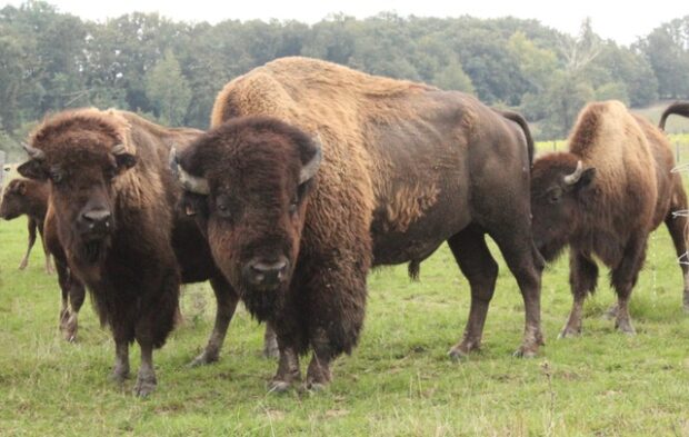 Le bison, un animal craintif, mais d’une puissance impressionnante.